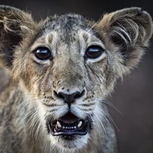Asiatic lion (Panthera leo persica) cub, Gir Forest National Park, Gujarat, India. May