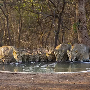 Asiatic lionesses and cubs (Panthera leo persica) drinking from pool, Gir Forest NP, Gujarat, India