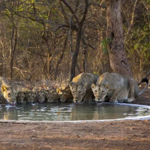 Asiatic lionesses and cubs (Panthera leo persica) drinking from pool, Gir Forest NP, Gujarat, India