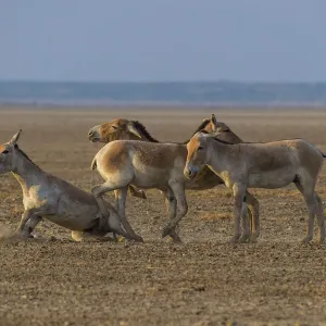 Asiatic wild ass (Equus hemionus khur), group of young males, Little Rann of Kutch Asiatic wild ass (Equus hemionus khur), group of young males, Little Rann of Kutch