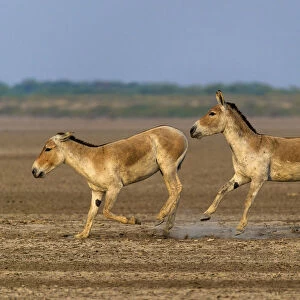 Asiatic wild ass (Equus hemionus khur), young males play-fighting and chasing each other
