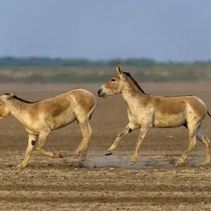 Asiatic wild ass (Equus hemionus khur), young males play-fighting and chasing each other Asiatic wild ass (Equus hemionus khur), young males play-fighting and chasing each other