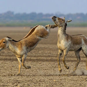 Asiatic wild ass (Equus hemionus khur), young males fighting, with one kicking opponent