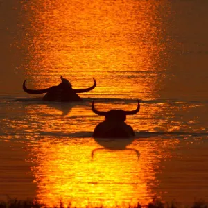 Asiatic Wild Buffalo (Bubalus arnee), swimming in lake at sunset Asiatic Wild Buffalo (Bubalus arnee), swimming in lake at sunset