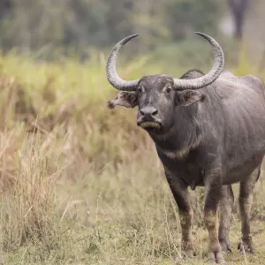 Asiatic wild buffalo (Bubalus arnee) portrait of female. Kaziranga National Park, India Asiatic wild buffalo (Bubalus arnee) portrait of female. Kaziranga National Park, India
