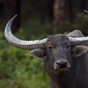 Asiatic Wild Water Buffalo (Bubalus arnee), Royal Manas National Park, Bhutan