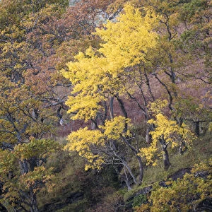 Aspen (Populus tremula) Wester Ross, Scotland, UK. November