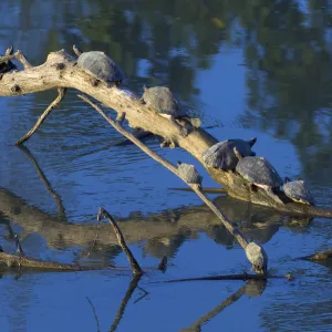 Assam roofed turtle (Kachuga sylhetensis) fourteen basking on log, Kaziranga National Park