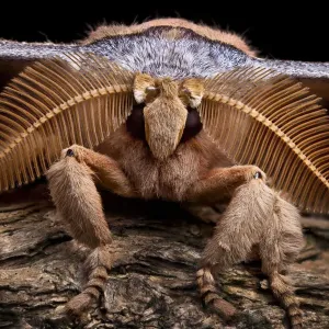 Assam Silkmoth Print, Close-up of Male with Feather-like Antennae Assam Silkmoth Print, Close-up of Male with Feather-like Antennae
