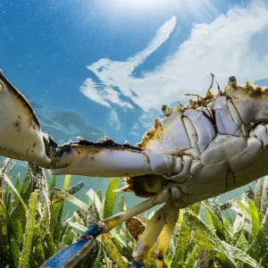 Atlantic Blue Crab Hunting Print Atlantic Blue Crab Hunting Print