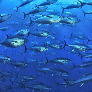 Atlantic bluefin tuna (Thunnus thynnus) within tuna farm, containing around 1000 per net