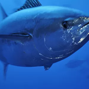 Atlantic bluefin tuna (Thunnus thynnus) portrait, captive, Malta, Mediteranean, May