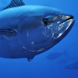 Atlantic bluefin tuna (Thunnus thynnus) portrait, captive, Malta, Mediteranean, May