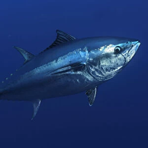 Atlantic bluefin tuna (Thunnus thynnus) portrait, captive, Malta, Mediteranean, May 2009