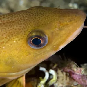 Atlantic cod (Gadus morhua) portrait, Saltstraumen, Bod, Norway, October 2008 Atlantic cod (Gadus morhua) portrait, Saltstraumen, Bod, Norway, October 2008