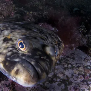 Atlantic halibut (Hippoglossus hippoglossus) portrait, Saltstraumen, Bod, Norway