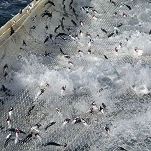 Atlantic mackerel (Scomber scombrus) in the net of Shetland pelagic trawler Charisma