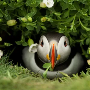 Atlantic Puffin (Fratercula arctica) coming out of its burrow with a gift, Skomer Island