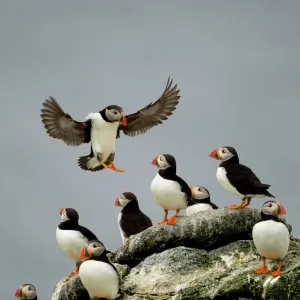 Atlantic Puffin (Fratercula arctica) one landing among resting group, Sule Skerry