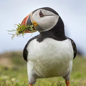 Atlantic puffin (Fratercula arctica) gathering grass for its nest. Isle of Lunga