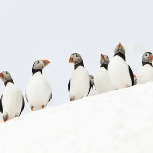 Atlantic Puffin (Fratercula arctica) flock resting on a snow bank, Hornoya, Varanger