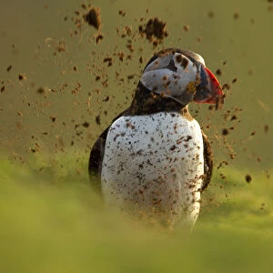 Atlantic Puffin (Fratercula arctica) covered by mud from its partner digging out