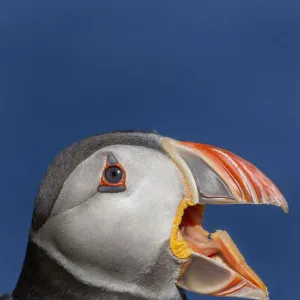 Atlantic puffin (Fratercula arctica) portrait with beak open / calling. Shetland Islands