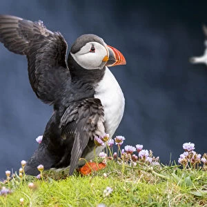 Atlantic puffin (Fratercula arctica) in breeding plumage flapping wings on sea cliff top