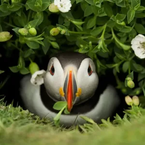 Atlantic Puffin (Fratercula arctica) coming out of its burrow with a gift, Skomer Island Atlantic Puffin (Fratercula arctica) coming out of its burrow with a gift, Skomer Island