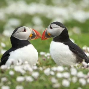 Atlantic Puffin Print, Skomer Island Courtship Display Atlantic Puffin Print, Skomer Island Courtship Display