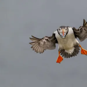 British Birds