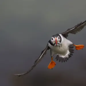 Atlantic Puffin (Fratercula arctica) in flight, Treshnish Isles, Scotland, UK, July Atlantic Puffin (Fratercula arctica) in flight, Treshnish Isles, Scotland, UK, July