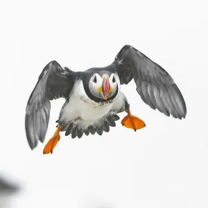 Atlantic Puffin Print: In Flight Over Machias Seal Island Atlantic Puffin Print: In Flight Over Machias Seal Island