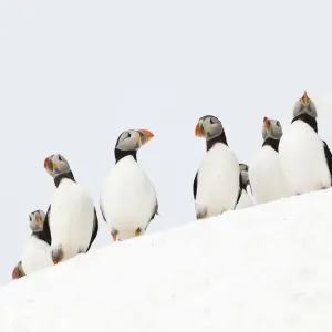 Atlantic Puffin (Fratercula arctica) flock resting on a snow bank, Hornoya, Varanger Atlantic Puffin (Fratercula arctica) flock resting on a snow bank, Hornoya, Varanger