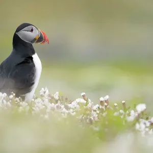 Atlantic puffin (Fratercula arctica) amongst flowering Sea campion (Silene uniflora), Skomer Island, Pembrokeshire, Wales, UK. May Atlantic puffin (Fratercula arctica) amongst flowering Sea campion (Silene uniflora), Skomer Island, Pembrokeshire, Wales, UK. May