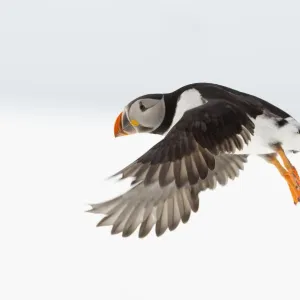 Atlantic Puffin (Fratercula arctica) flying profile, Hornoya, Varanger, Norway, April Atlantic Puffin (Fratercula arctica) flying profile, Hornoya, Varanger, Norway, April