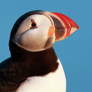Atlantic puffin (Fratercula arctica) head profile, Iceland, June Atlantic puffin (Fratercula arctica) head profile, Iceland, June