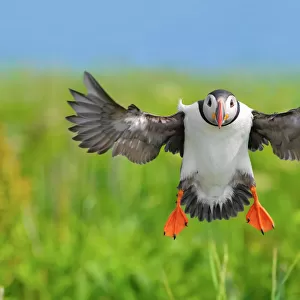 Atlantic puffin (Fratercula arctica) landing, wings outstretched. Machias Seal Island
