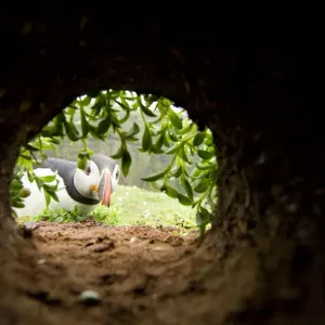 Atlantic Puffin (Fratercula arctica) looking down a nesting chamber, Skomer Island Atlantic Puffin (Fratercula arctica) looking down a nesting chamber, Skomer Island