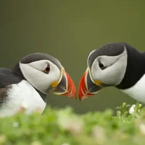 Atlantic Puffin (Fratercula arctica) pair bill rubbing part of ritual courtship, Skomer Island Atlantic Puffin (Fratercula arctica) pair bill rubbing part of ritual courtship, Skomer Island