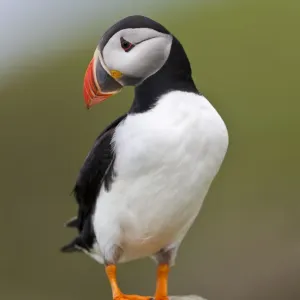 Puffino atlantico (Fratercula arctica) in posizione su roccia, isola di Lunga, Isole Treshnish, Isola di Mull, Scozia, Regno Unito, giugno. Puffino atlantico (Fratercula arctica) in posizione su roccia, isola di Lunga, Isole Treshnish, Isola di Mull, Scozia, Regno Unito, giugno.