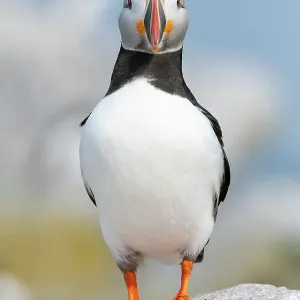 Retrato de la puffin del Atlántico (Fratercula arctica), Isla Seal Machias, Maine, EE. UU. Julio. Retrato de la puffin del Atlántico (Fratercula arctica), Isla Seal Machias, Maine, EE. UU. Julio.