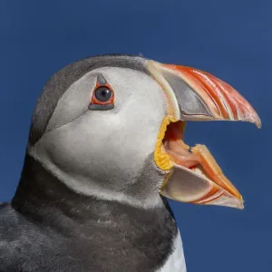 Atlantic puffin (Fratercula arctica) portrait with beak open / calling. Shetland Islands Atlantic puffin (Fratercula arctica) portrait with beak open / calling. Shetland Islands