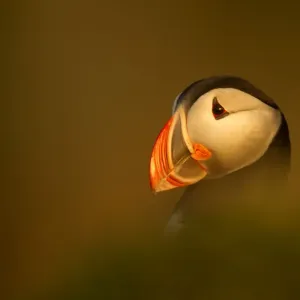 Atlantic Puffin (Fratercula arctica) portrait in late evening light, Latrabjarg, Iceland Atlantic Puffin (Fratercula arctica) portrait in late evening light, Latrabjarg, Iceland