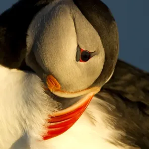 Atlantic Puffin (Fratercula arctica) preening in late evening light, Heimaey, Westman Isles Atlantic Puffin (Fratercula arctica) preening in late evening light, Heimaey, Westman Isles