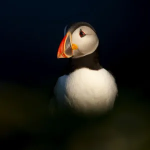 Atlantic Puffin (Fratercula arctica) resting, Sumburg Head, Shetland Isles, Scotland