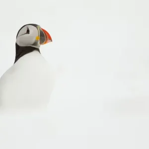 Atlantic Puffin (Fratercula arctica) resting on a snow bank, Hornoya, Varanger, Norway Atlantic Puffin (Fratercula arctica) resting on a snow bank, Hornoya, Varanger, Norway