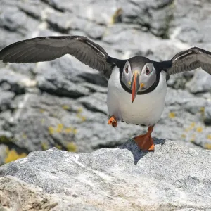 Atlantic puffin (Fratercula arctica) taking off, Machias Seal Island, Maine, USA, June