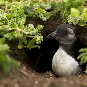 Atlantic Puffin (Fratercula arctica) young chick coming out of its burrow, Sule Skerry Atlantic Puffin (Fratercula arctica) young chick coming out of its burrow, Sule Skerry