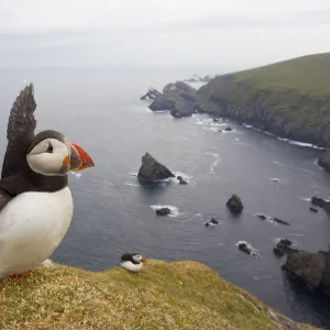 Atlantic Puffin (Fratercula artica) adult on breeding cliffs. Hermaness NNR, Shetland, UK, June